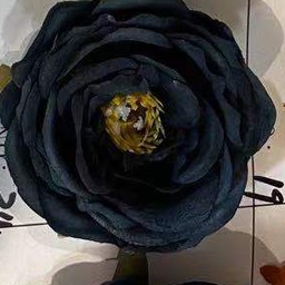 Black peony