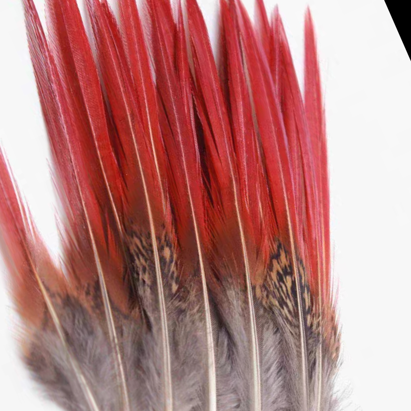 锦鸡红箭20-25公分