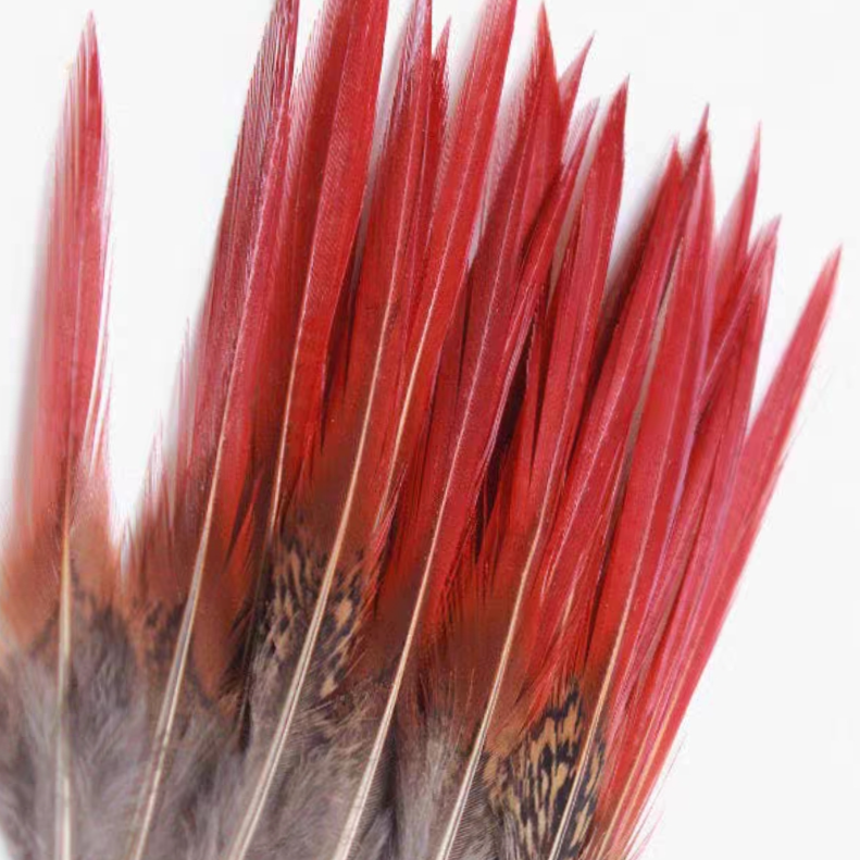 Golden Rooster Red Arrow 15-20 cm