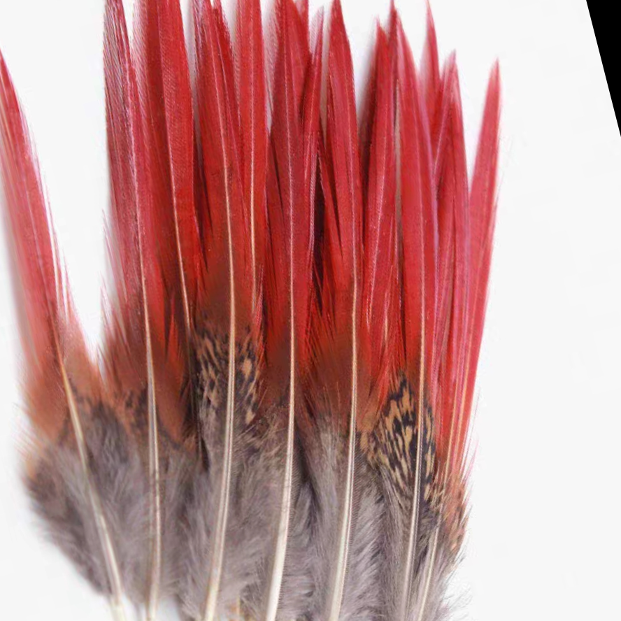 Golden Rooster Red Arrow 25-30 cm