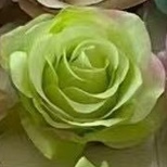 076大玫瑰高群花行厂家直销来样定做颜色多款式新，大爆款。样式繁多