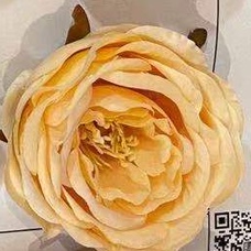 Champagne peony heads