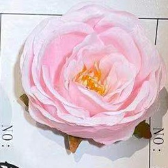 Pink peony flower heads