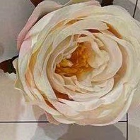 Cream white mixed color peony