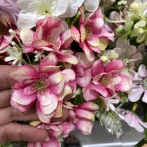 Peach cherry blossom