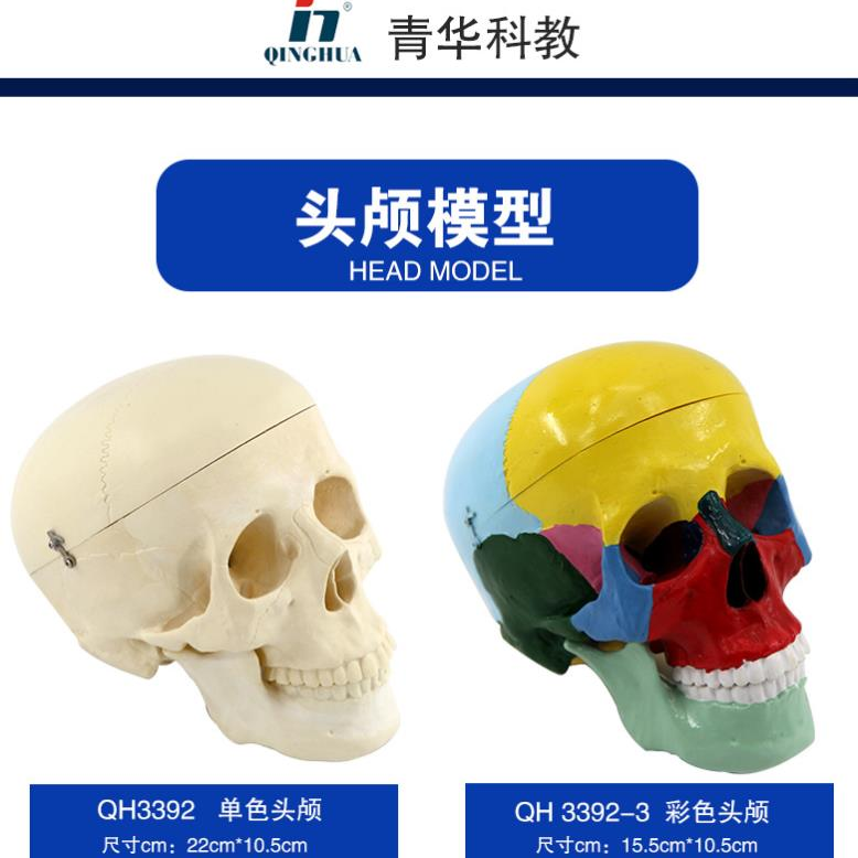 高仿真人头颅骨模型教学仪器生物解剖骷髅头头骨标本模型 生物教学器材