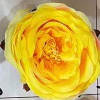 Yellow peony heads