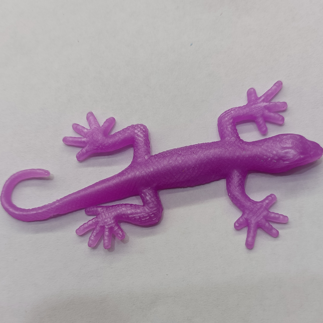 Gecko 5
