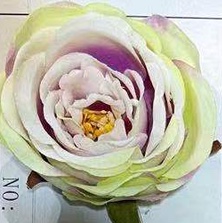 Green peony heads