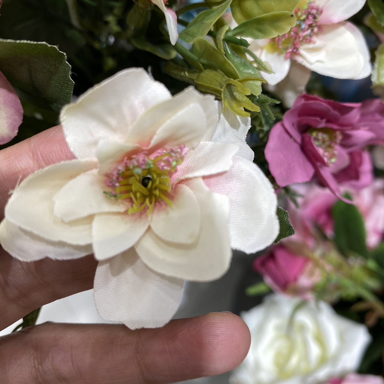 White pink cherry blossoms