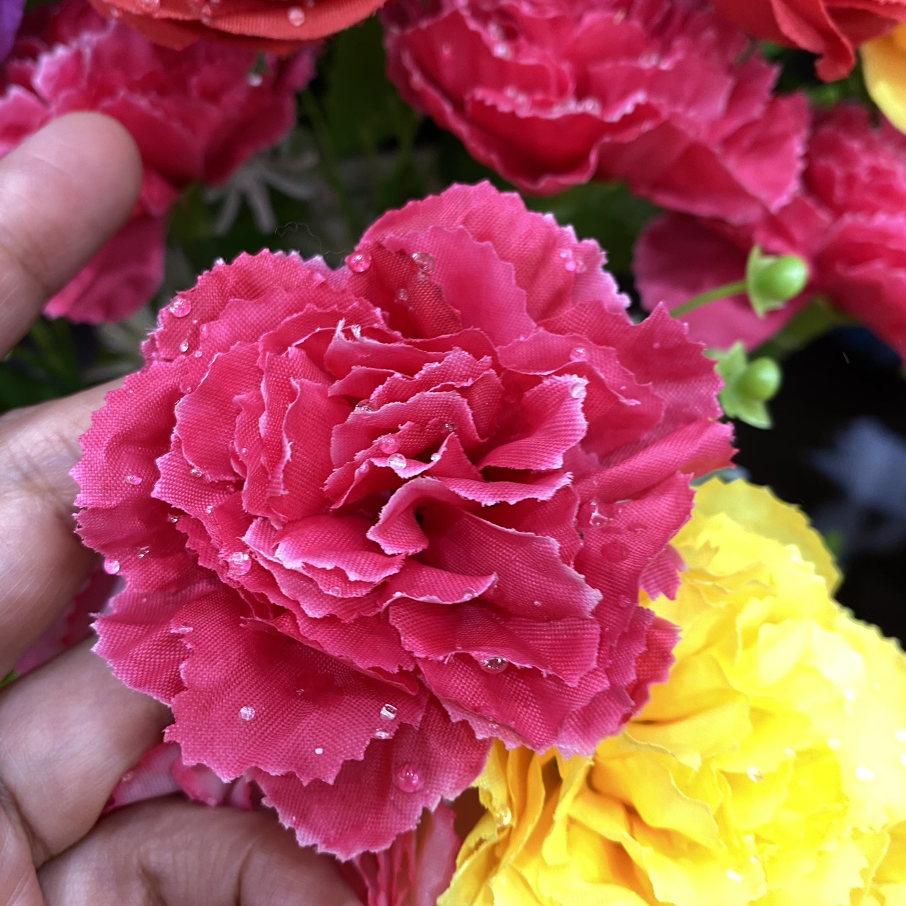 Carnation rose red drops