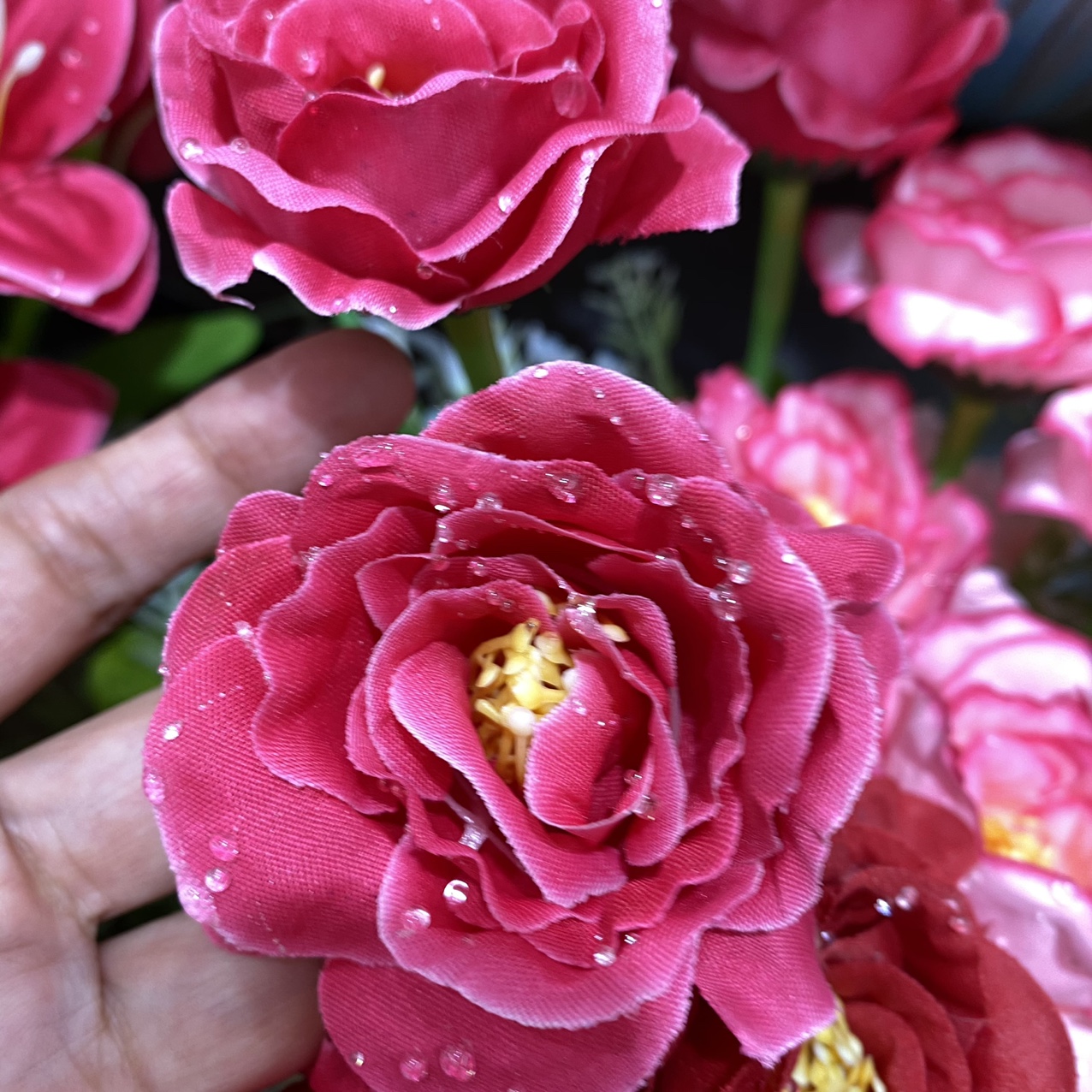 Water drop yellow heart rose rose red
