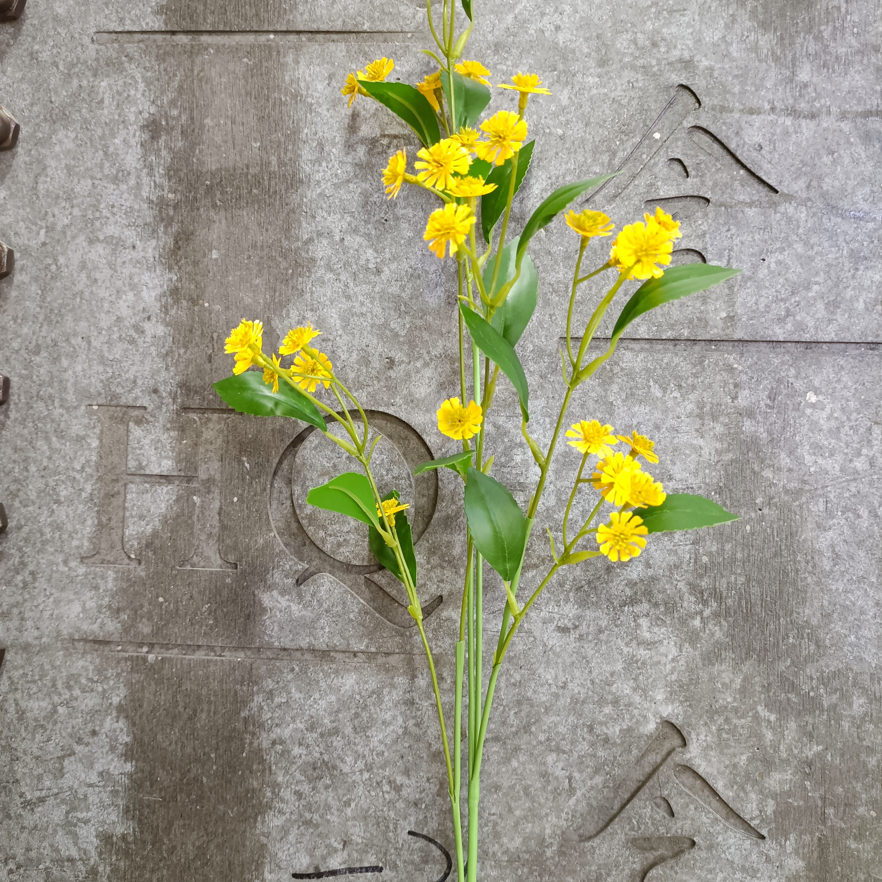Yellow chamomile with long branches