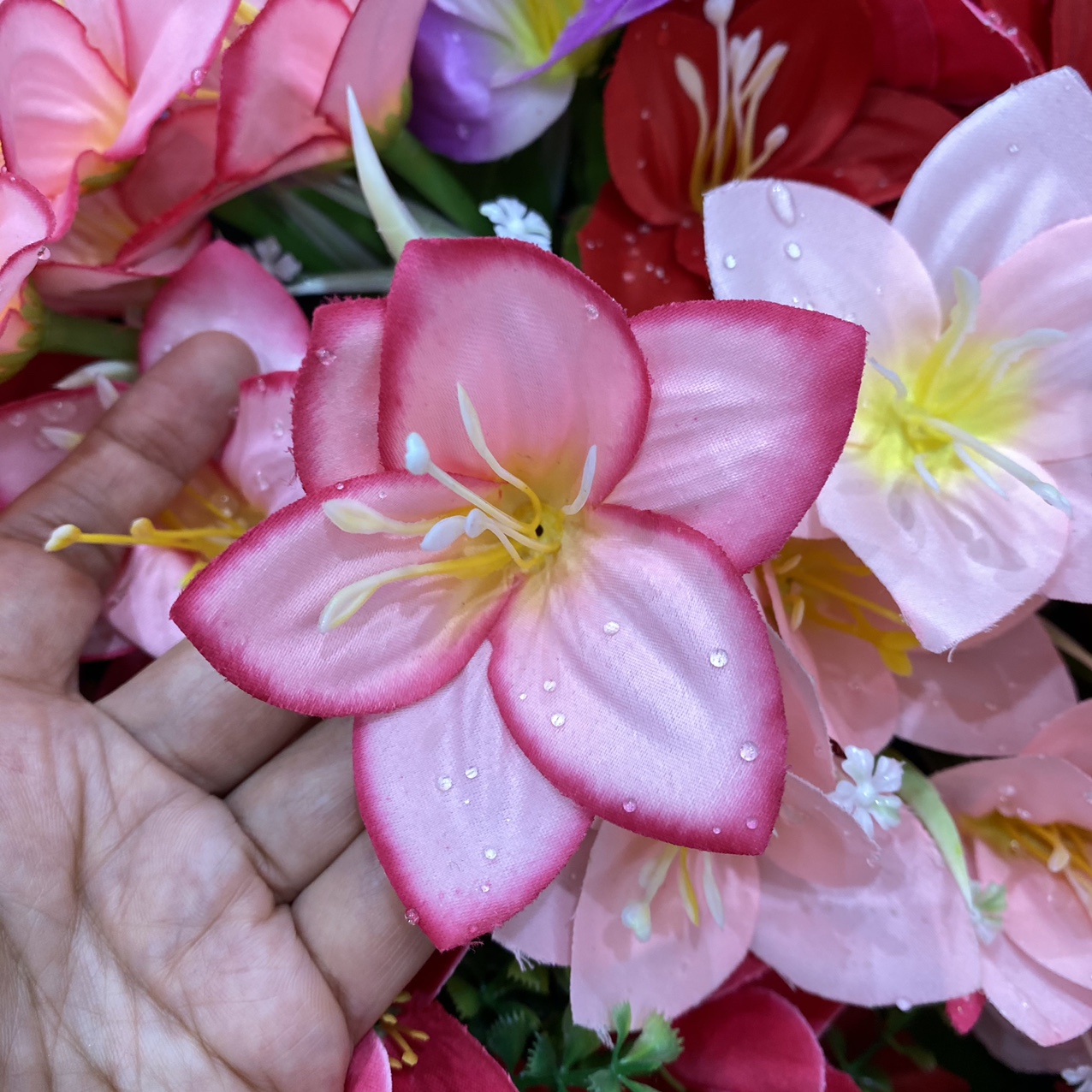 Five star flower double color powder