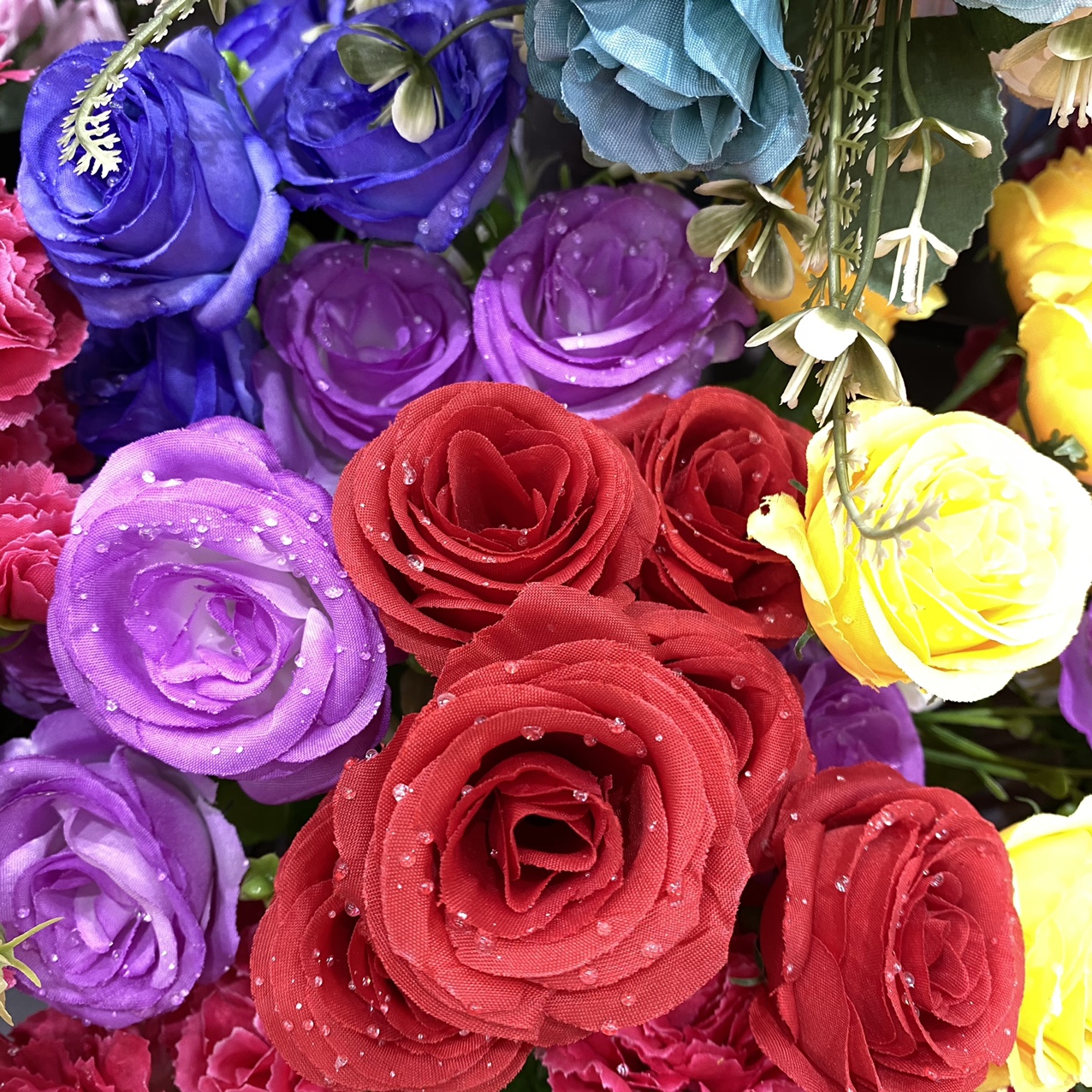 Water rose mixed color