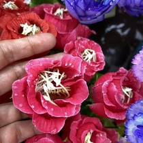 Rose buds rose red