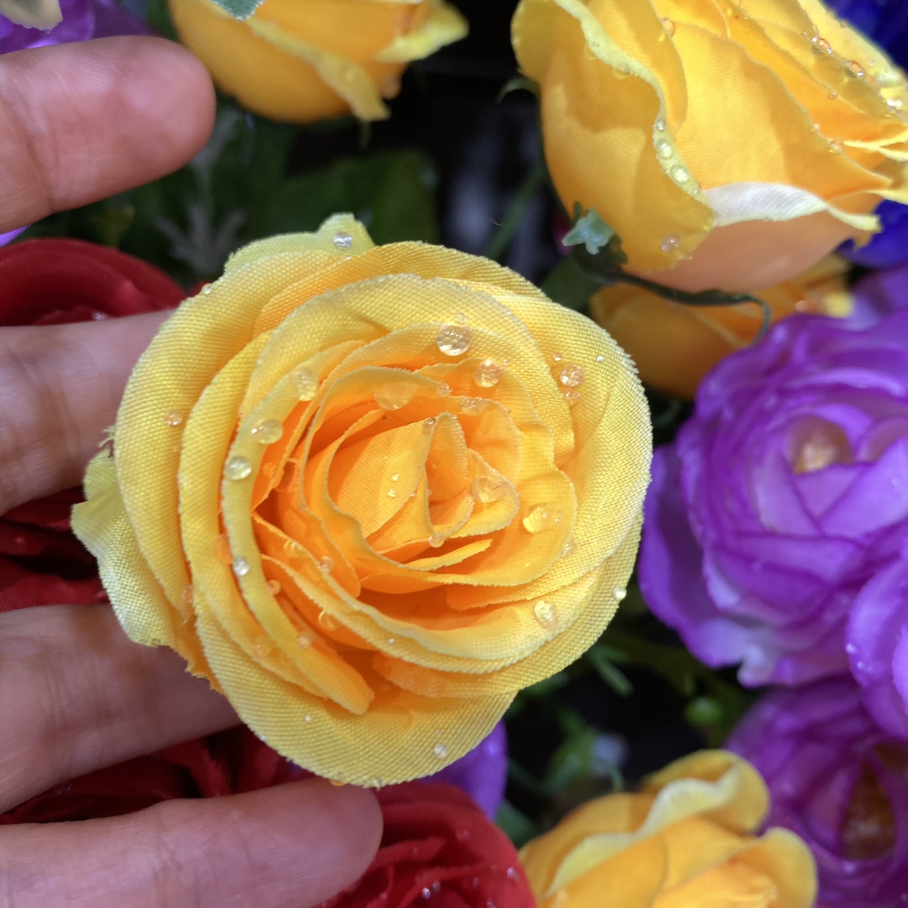 Water rose yellow