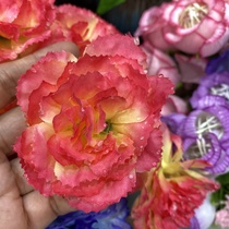 Carnation pink