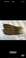 母山鸡尾15-20公分自然色白底实物图