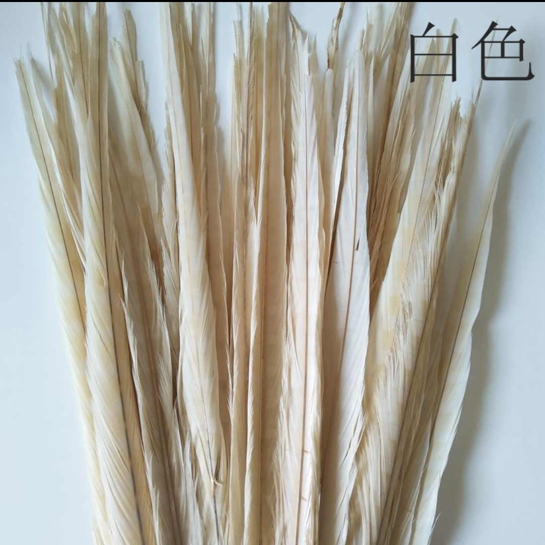 山鸡尾50-55公分脱染白色