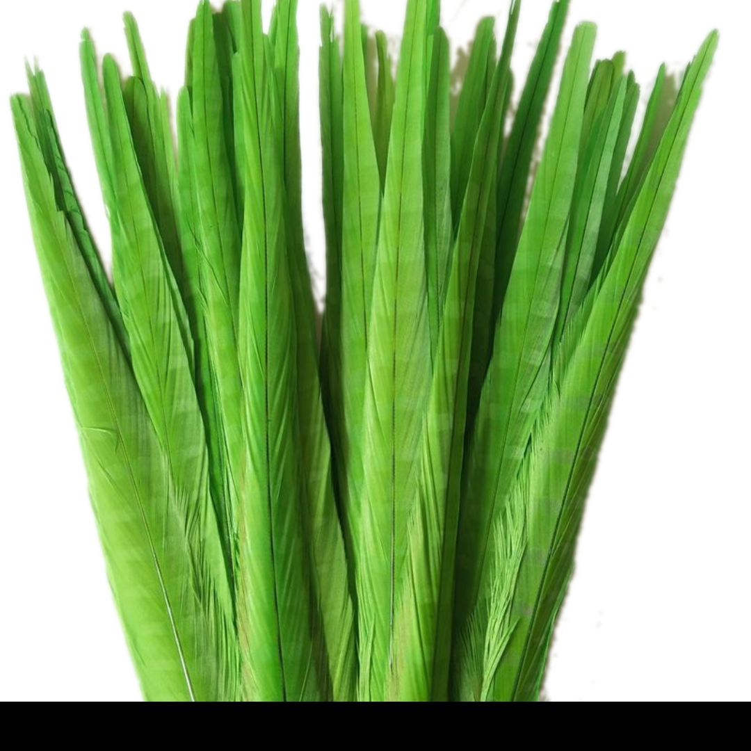 山鸡尾40~45公分脱染草绿色