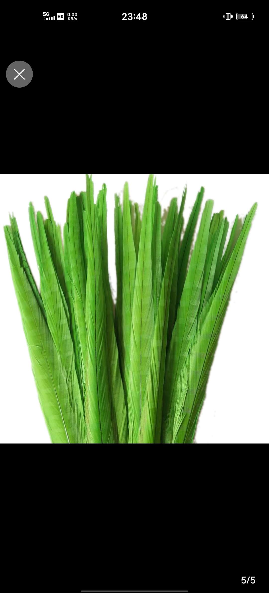 山鸡尾40~45公分脱染草绿色产品图