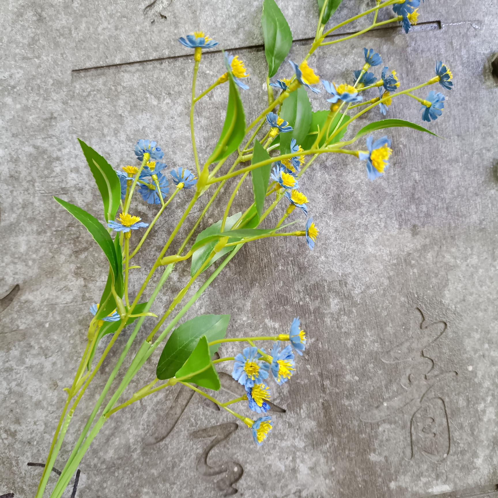 Blue chamomile with long branches