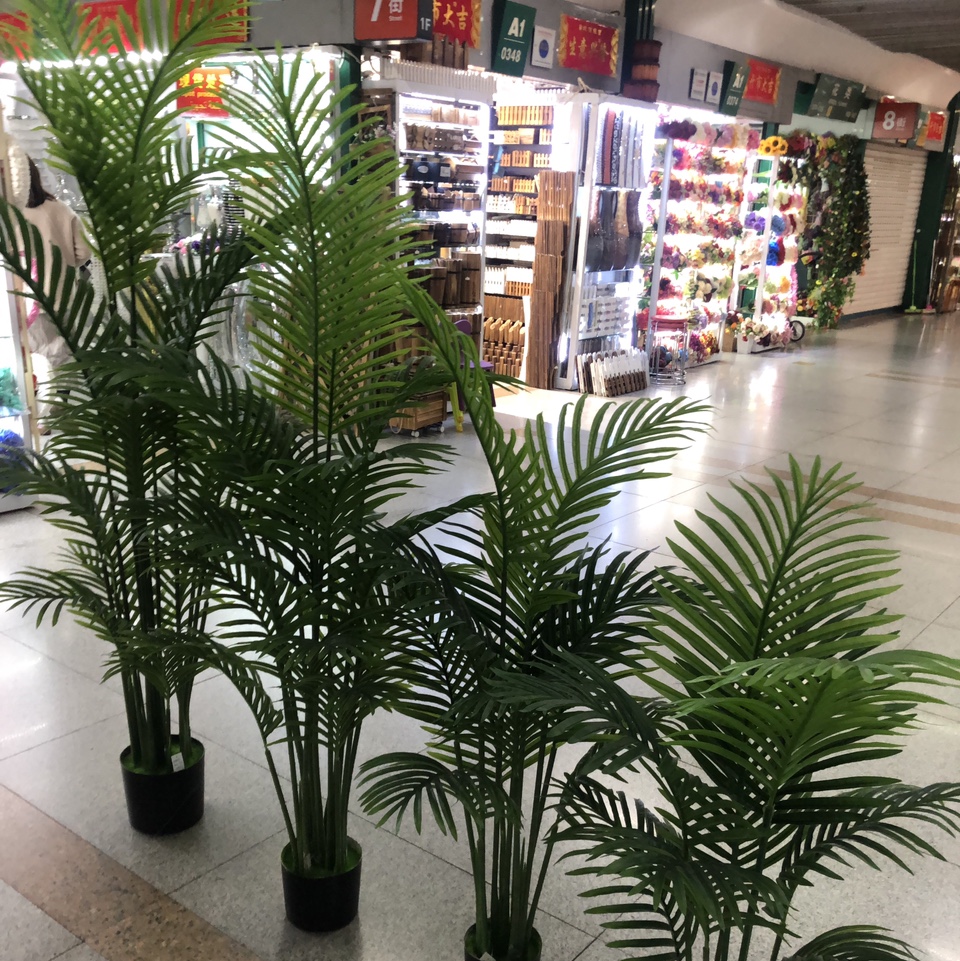 18# Chrysalidocarpus lutescens