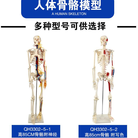仿真人体骨骼模型85CM 可拆卸医学生物教学骷髅骨头