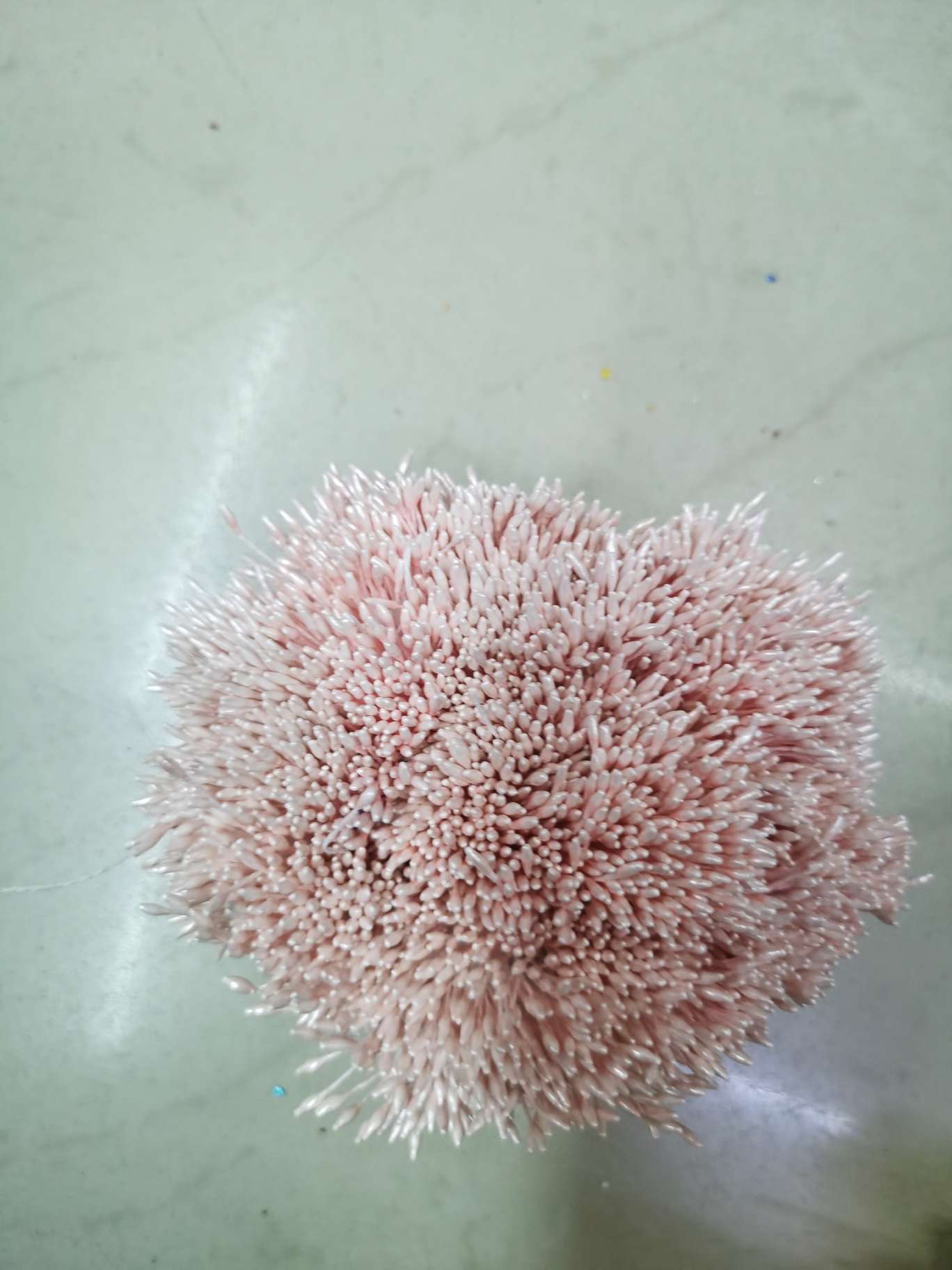 Zhu Guang 01 Deep Snow Bud Flower Core Gypsum 01 pic 3