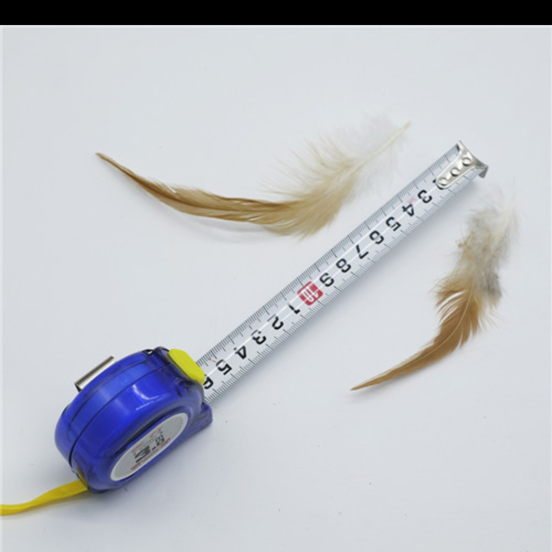 鸡毛红尖自然色6-8英寸