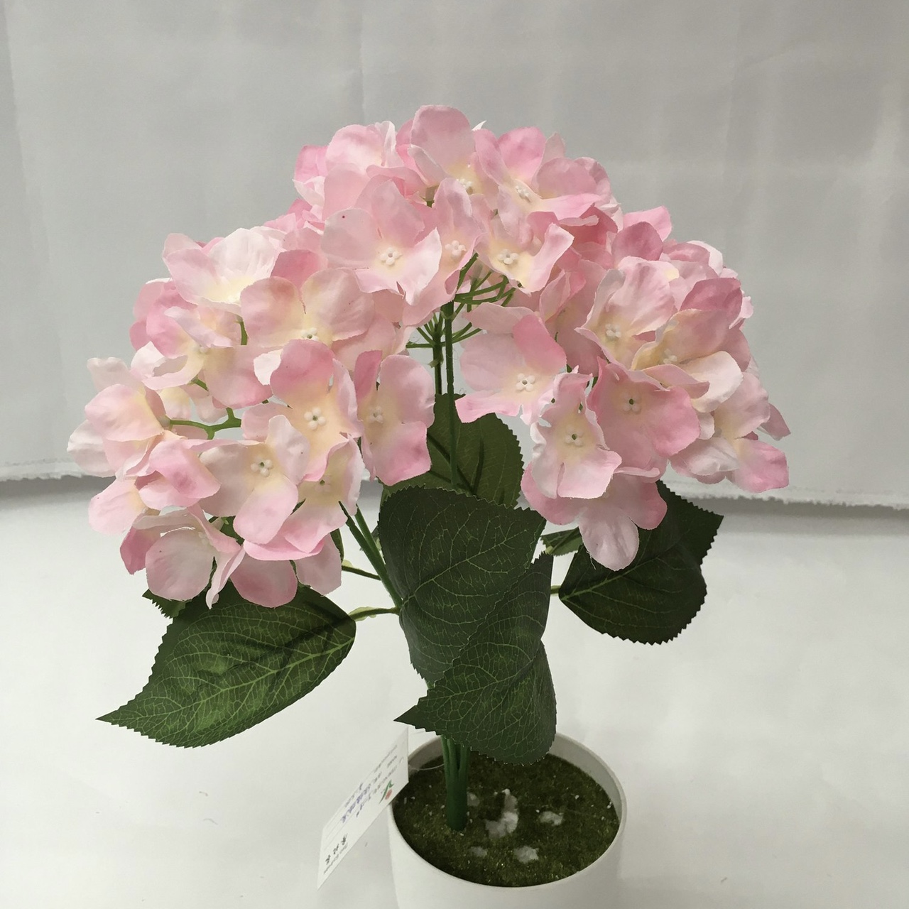 6 head hydrangeas