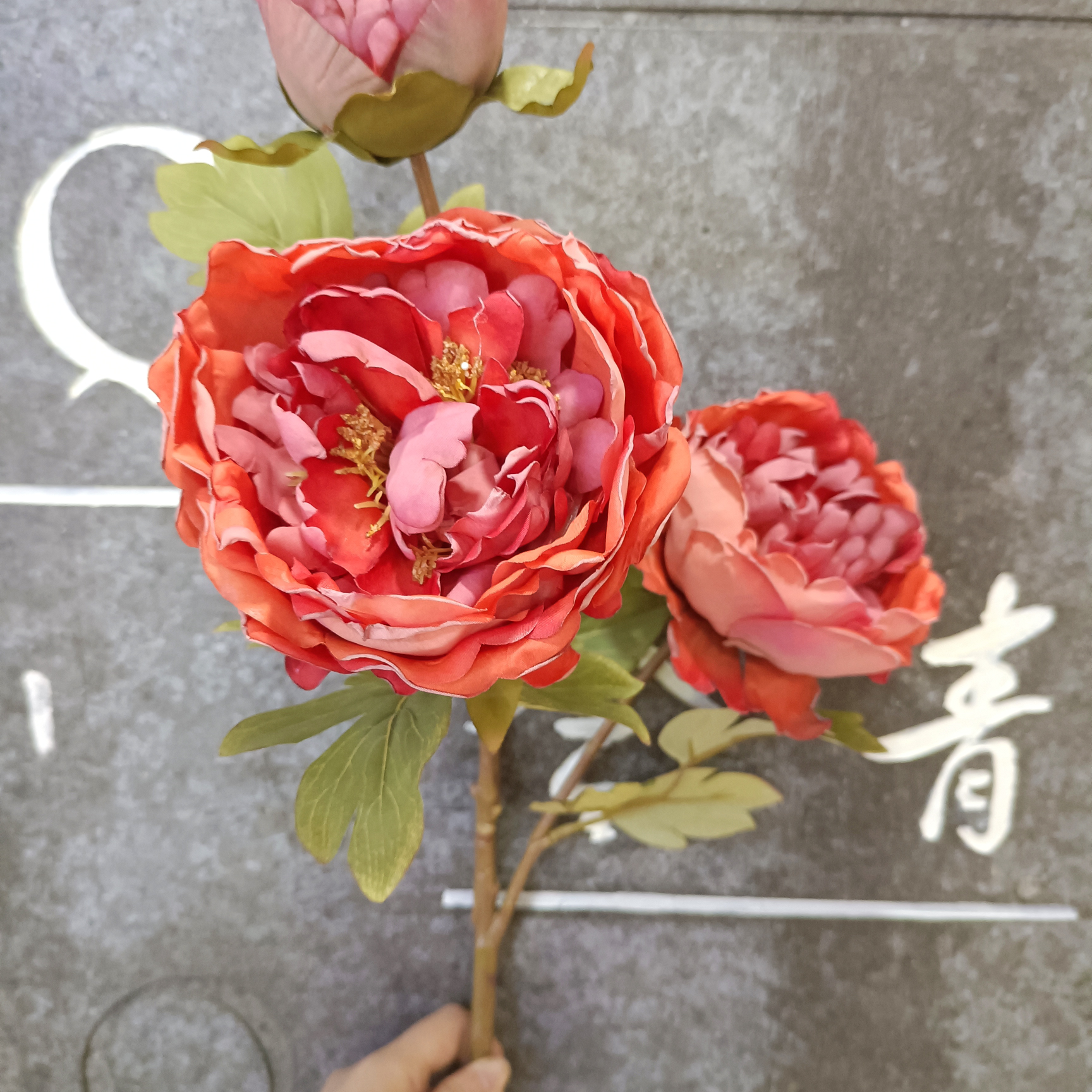 Orange 3-head national color peony with roasted border