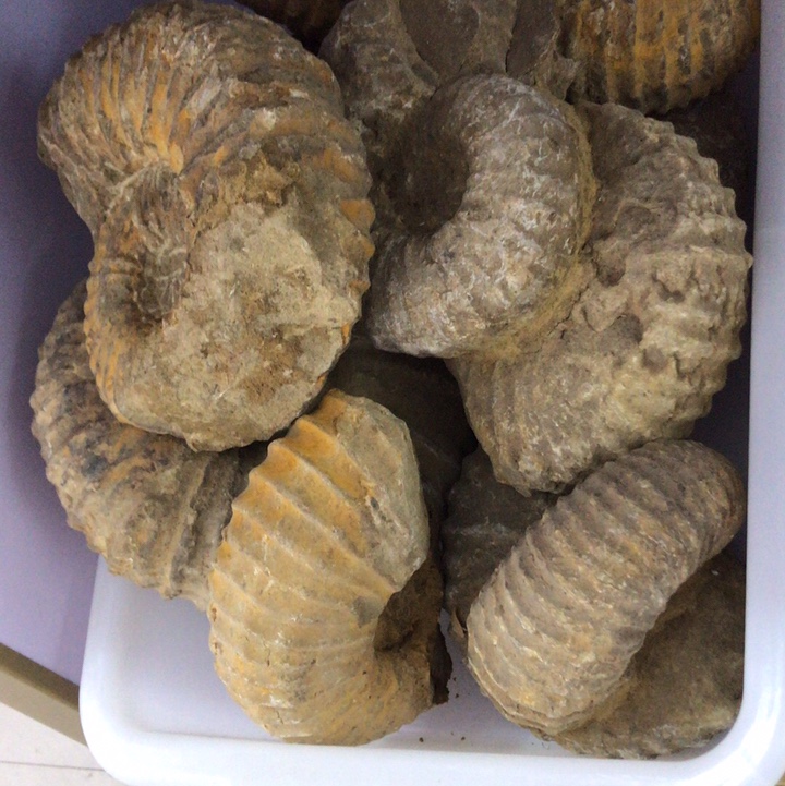 Snail fossil rough stone