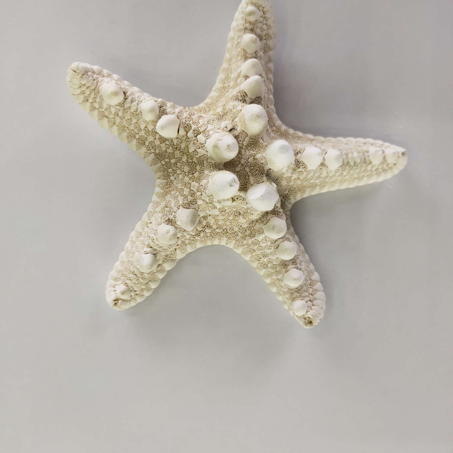 "Sea star"