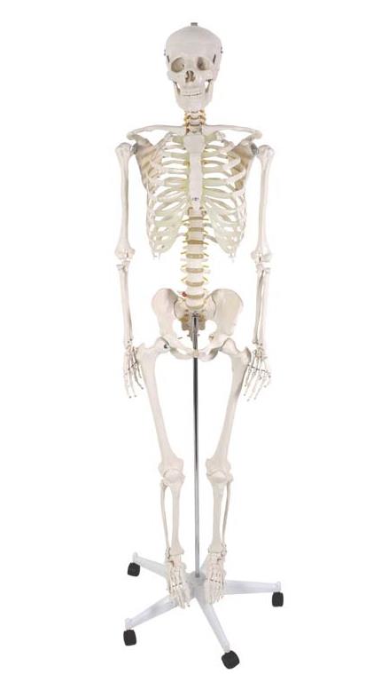 人体模型人体骨骼骨骼模型生物模型教学用品教学仪器骷髅骨架仿真人体骨骼详情图5