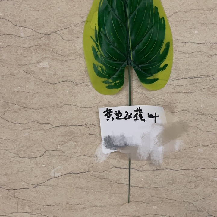 中号考边蓓叶