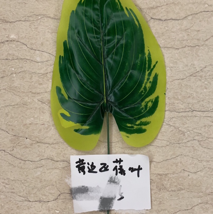 大号考边蓓叶