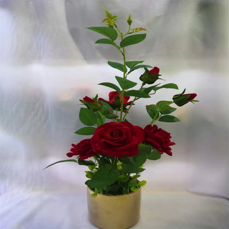 Three potted rose plants