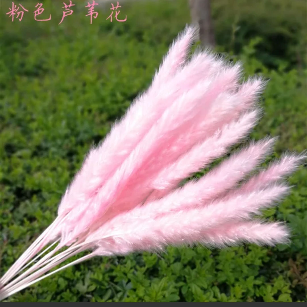 粉色小芦苇