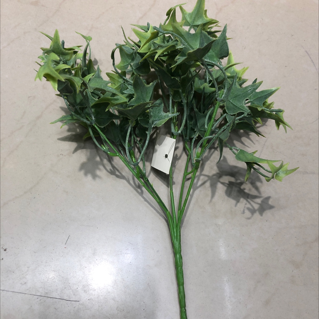 LAE一E绿色植粉地瓜叶
