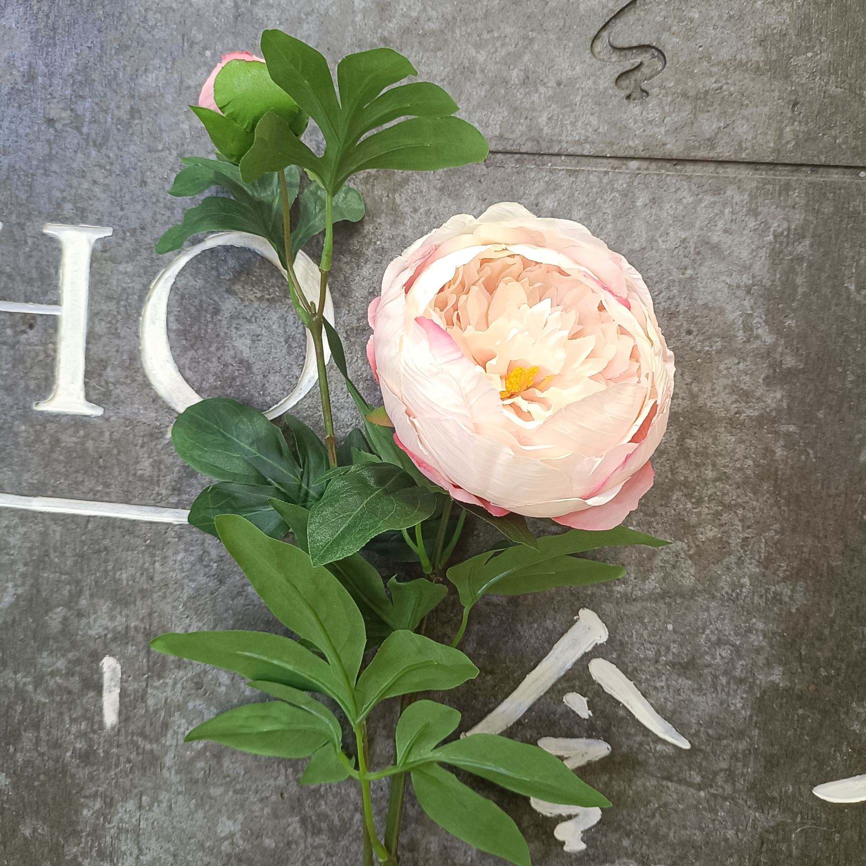 Light pink peony with 2 heads thumbnail