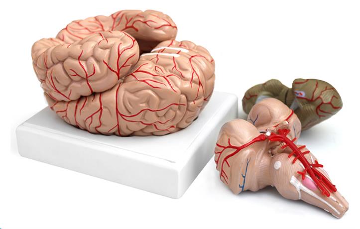 青华 QH3307-10 大脑及动脉模型 进口PVC材料 生物教学 医学演示详情图4