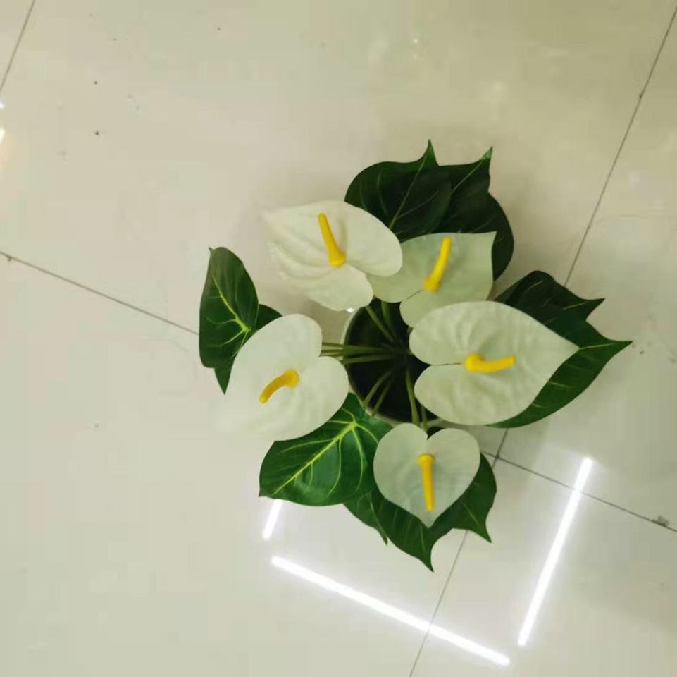 نباضة 12