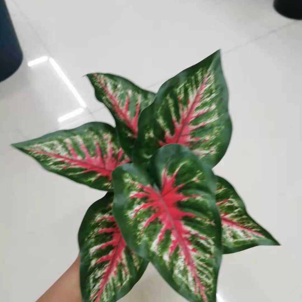بونج 19