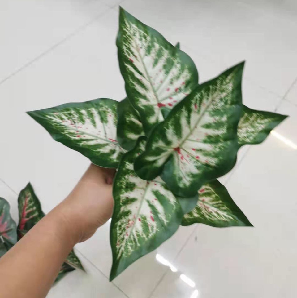 نباضة 18