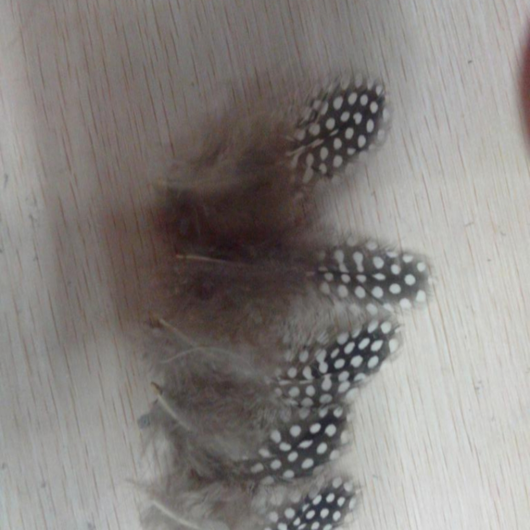 The natural color of a larger guinea fowl feather