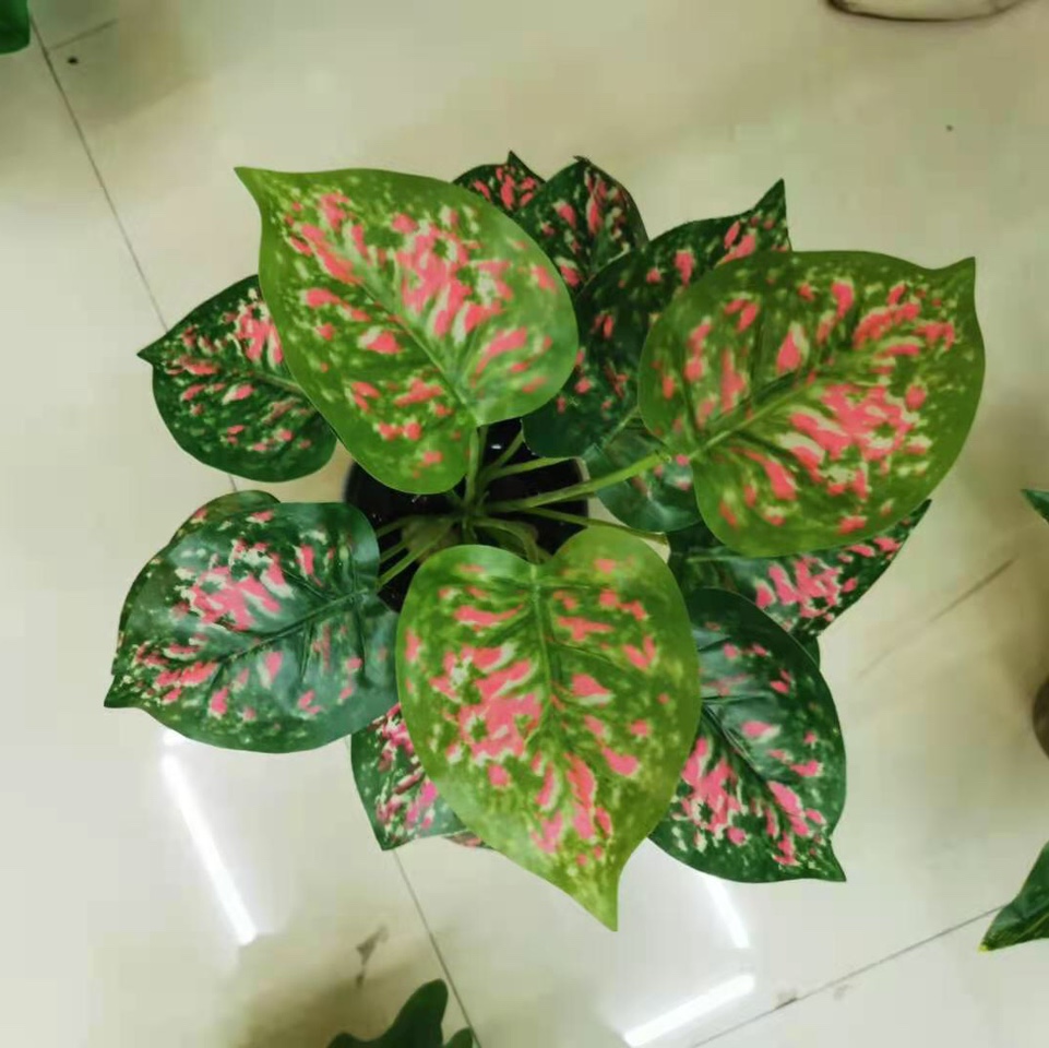 بونج 11