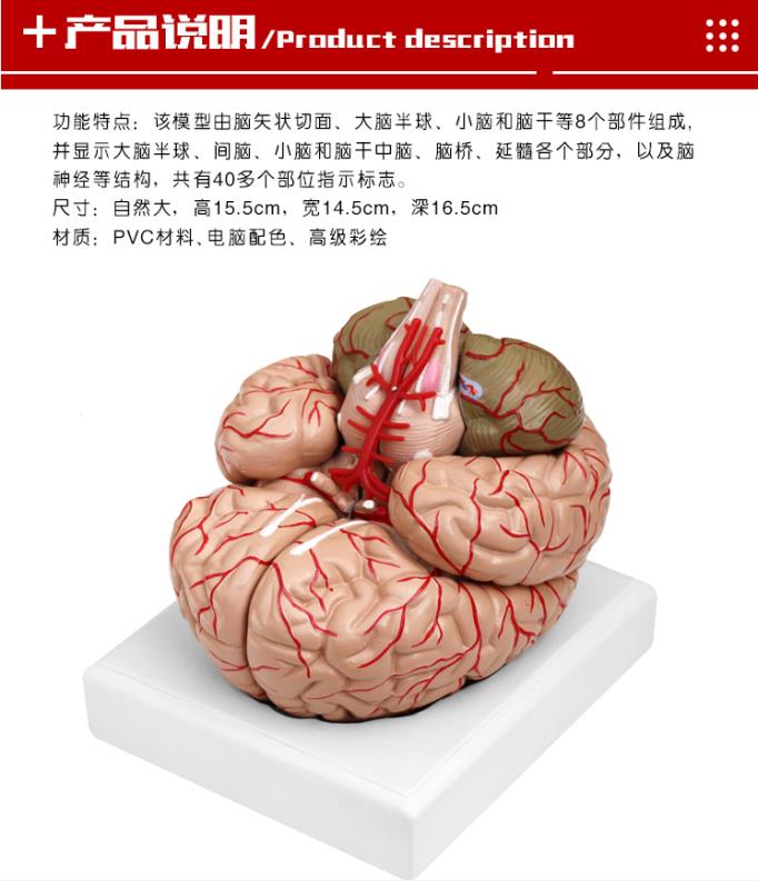 青华 QH3307-10 大脑及动脉模型 进口PVC材料 生物教学 医学演示详情图5