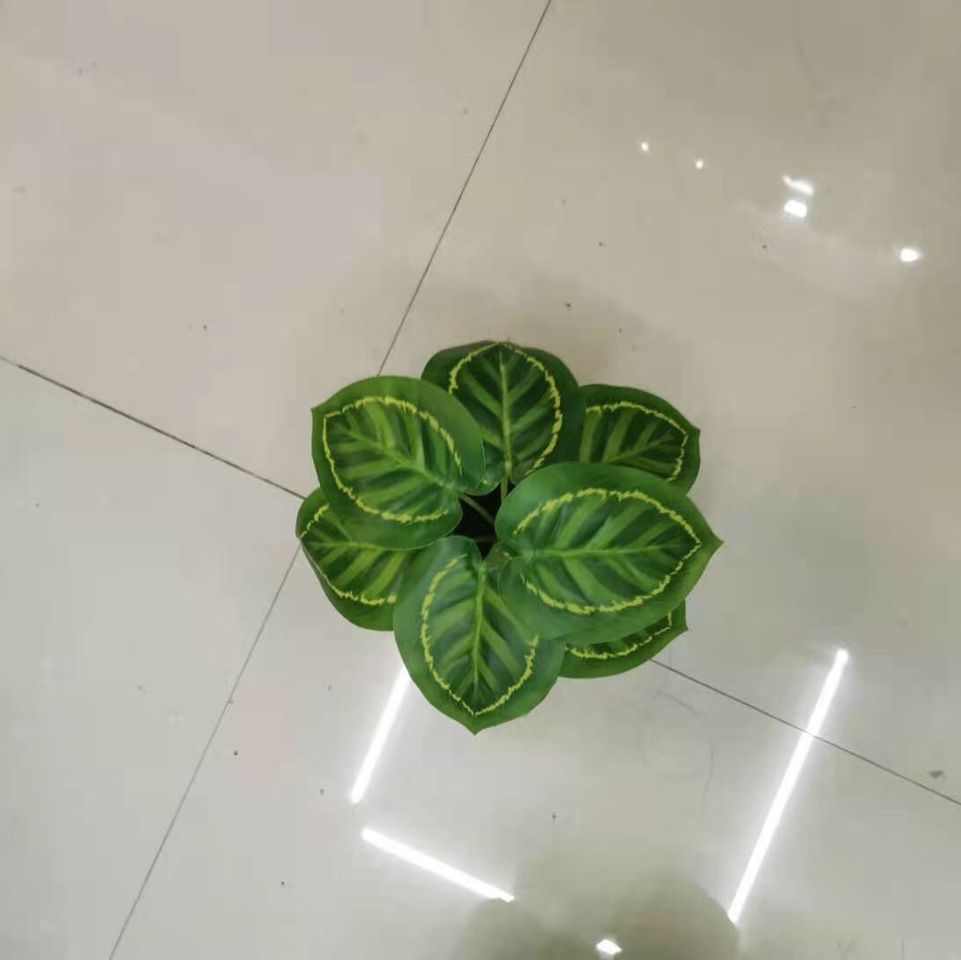 بونج 7